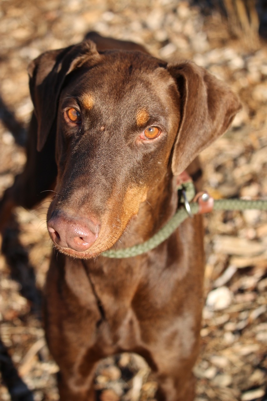 Enlarge Rudy, a Adoptable Doberman Pinscher in Fillmore, CA image 3/10