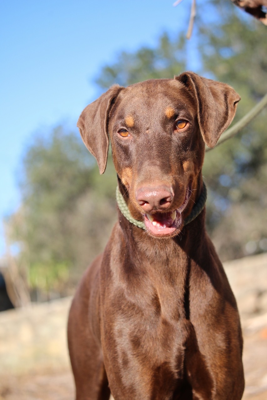 Enlarge Rudy, a Adoptable Doberman Pinscher in Fillmore, CA image 5/10