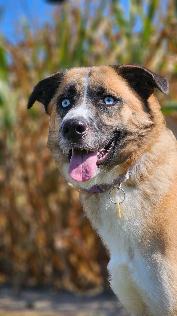 Enlarge Shirley, a Adoptable Anatolian Shepherd in Huntington, IN image 1/2