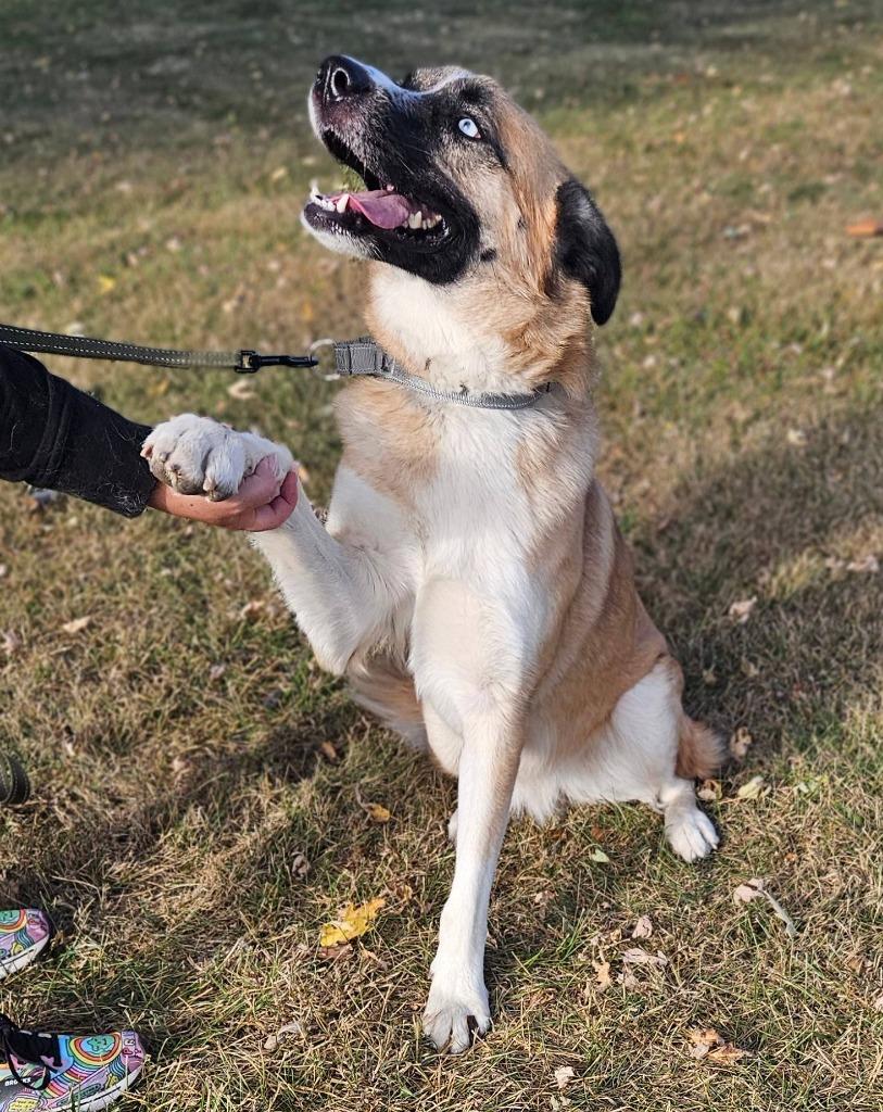 Enlarge Shirley, a Adoptable Anatolian Shepherd in Huntington, IN image 2/2