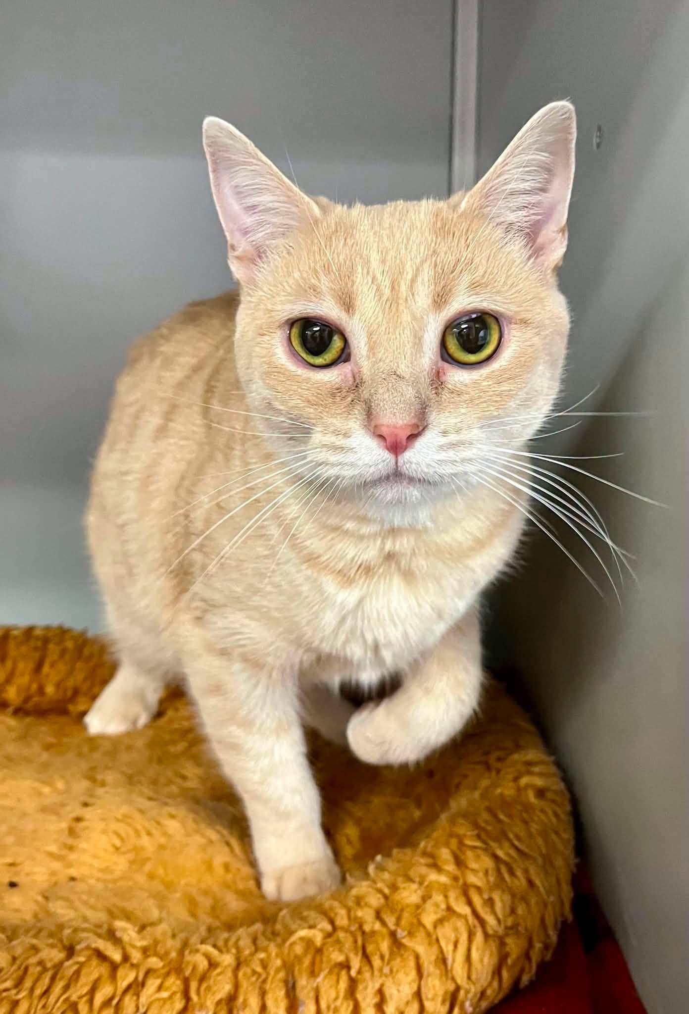 McCall, adopted, Adult Female Domestic Short Hair.