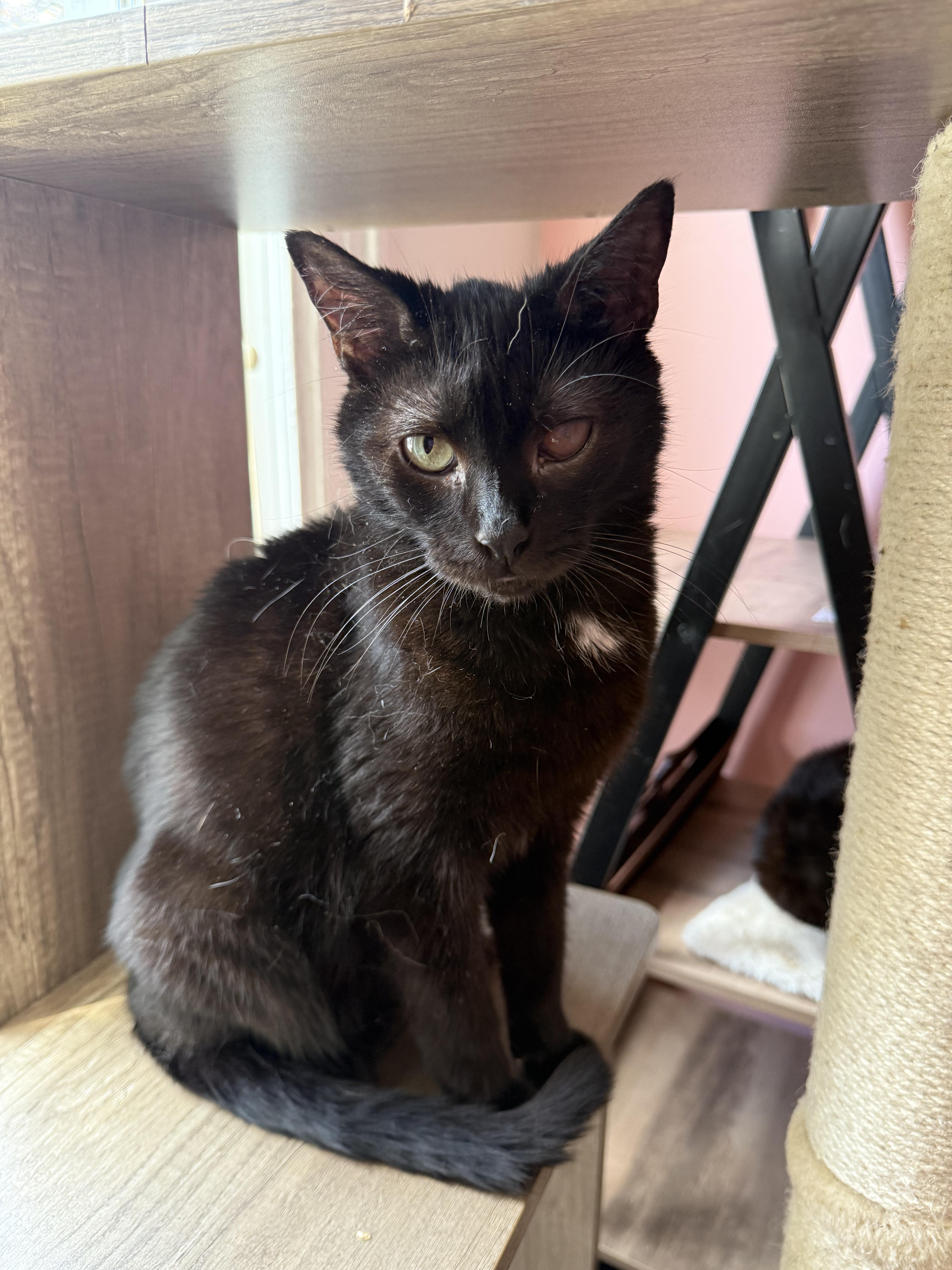 ADRIAN, a ADOPTABLE Domestic Short Hair in New York, NY image 3/5