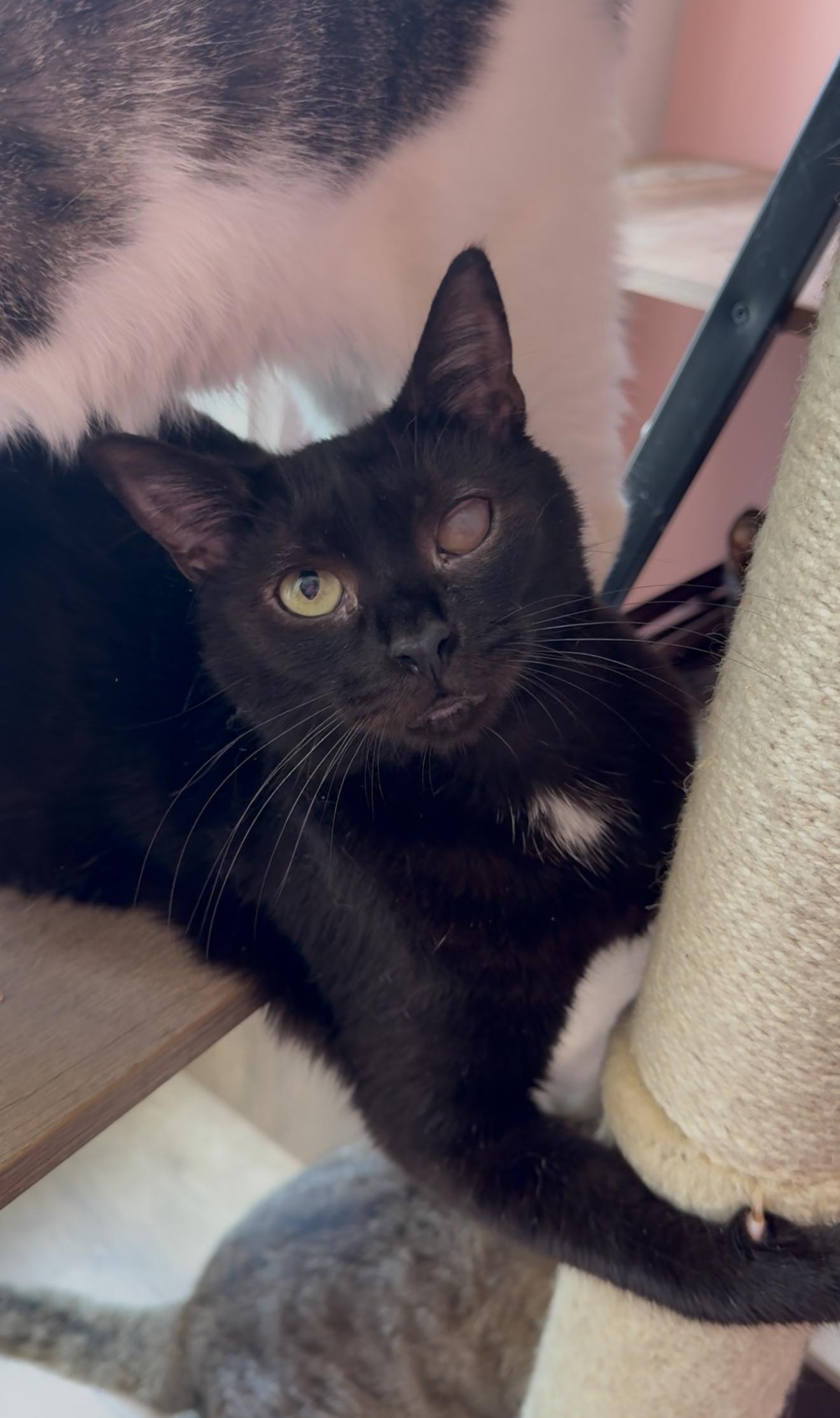 ADRIAN, a ADOPTABLE Domestic Short Hair in New York, NY image 2/5