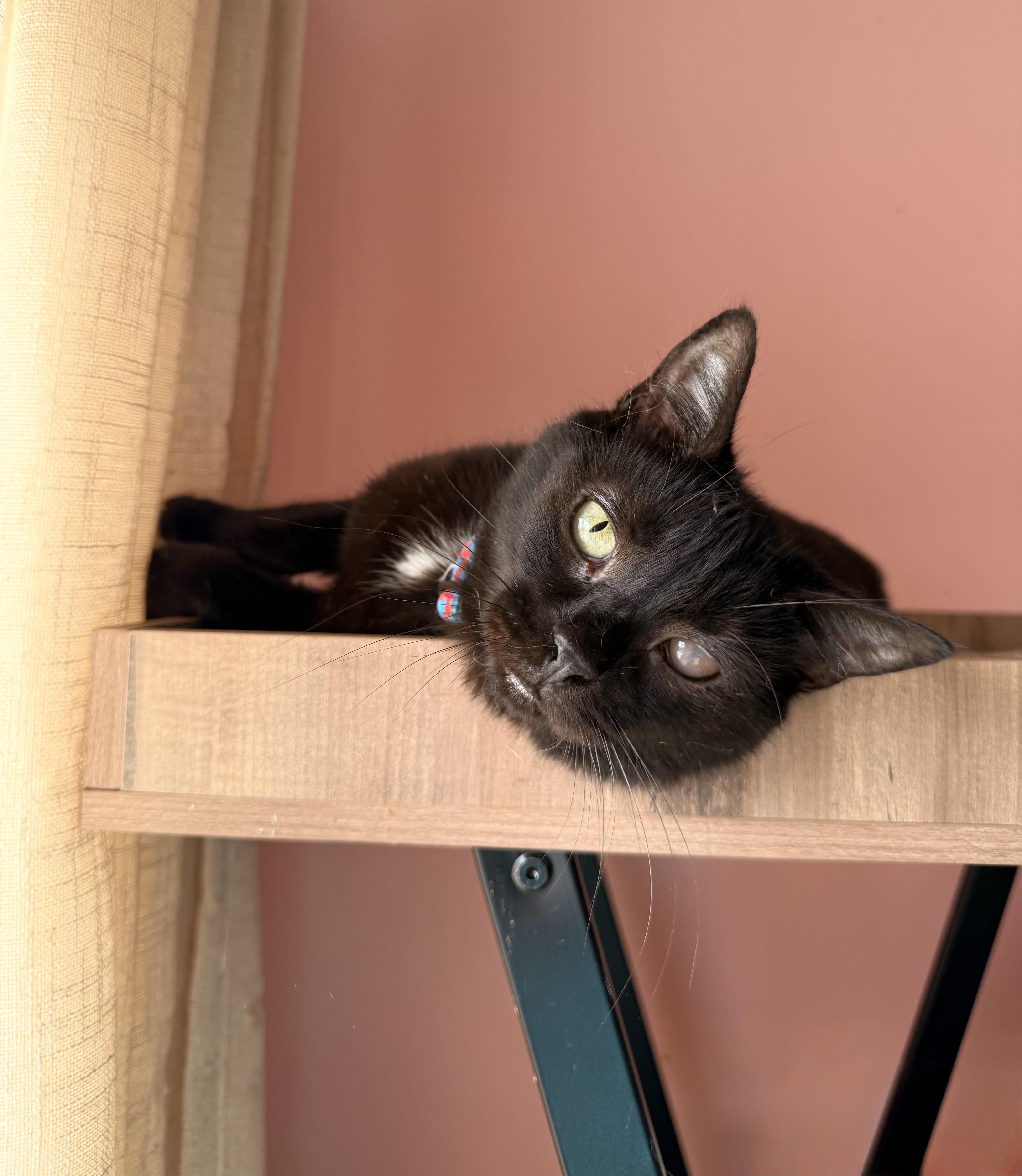 ADRIAN, a ADOPTABLE Domestic Short Hair in New York, NY image 4/5