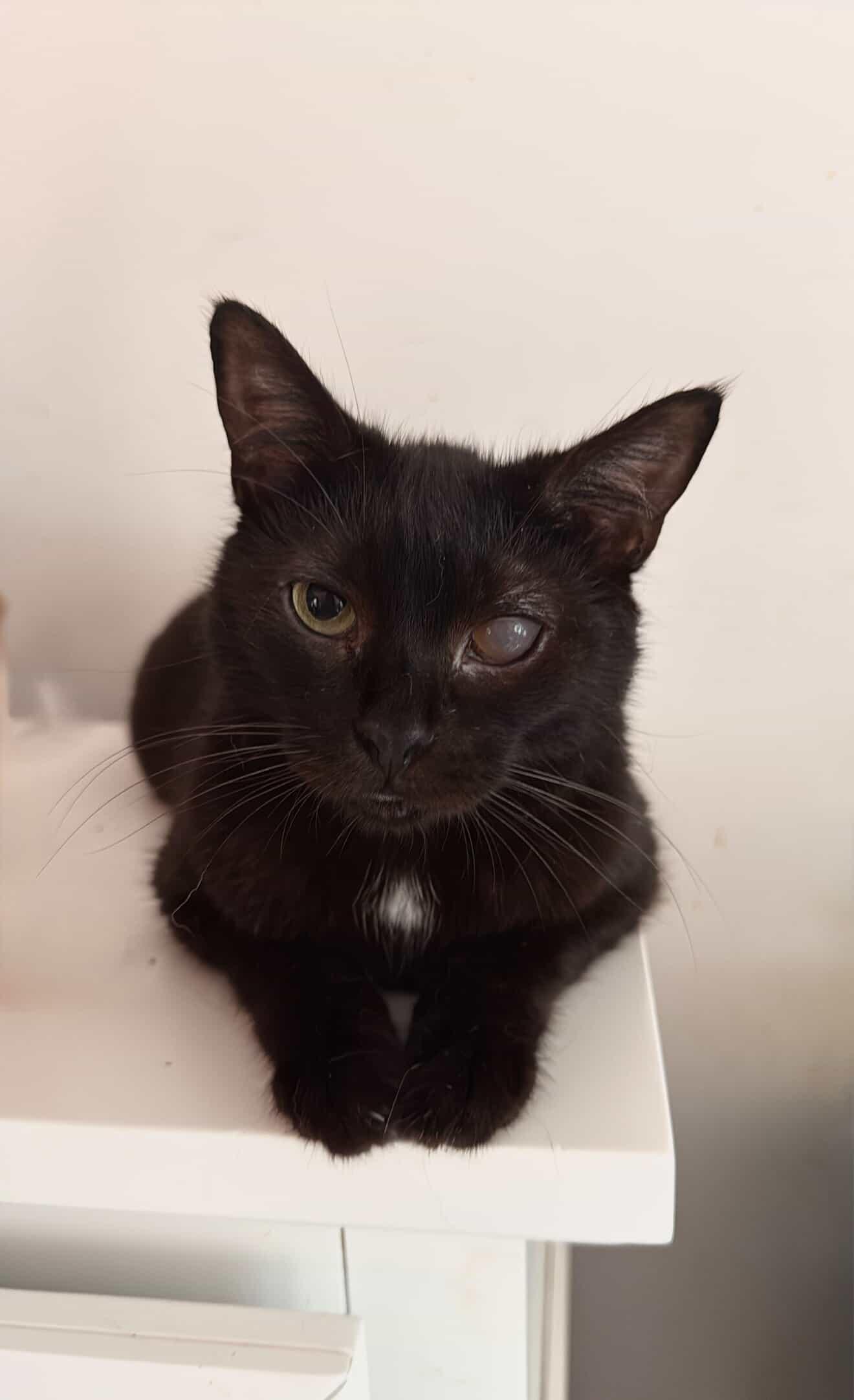 ADRIAN, ADOPTABLE, Adult Male Domestic Short Hair.