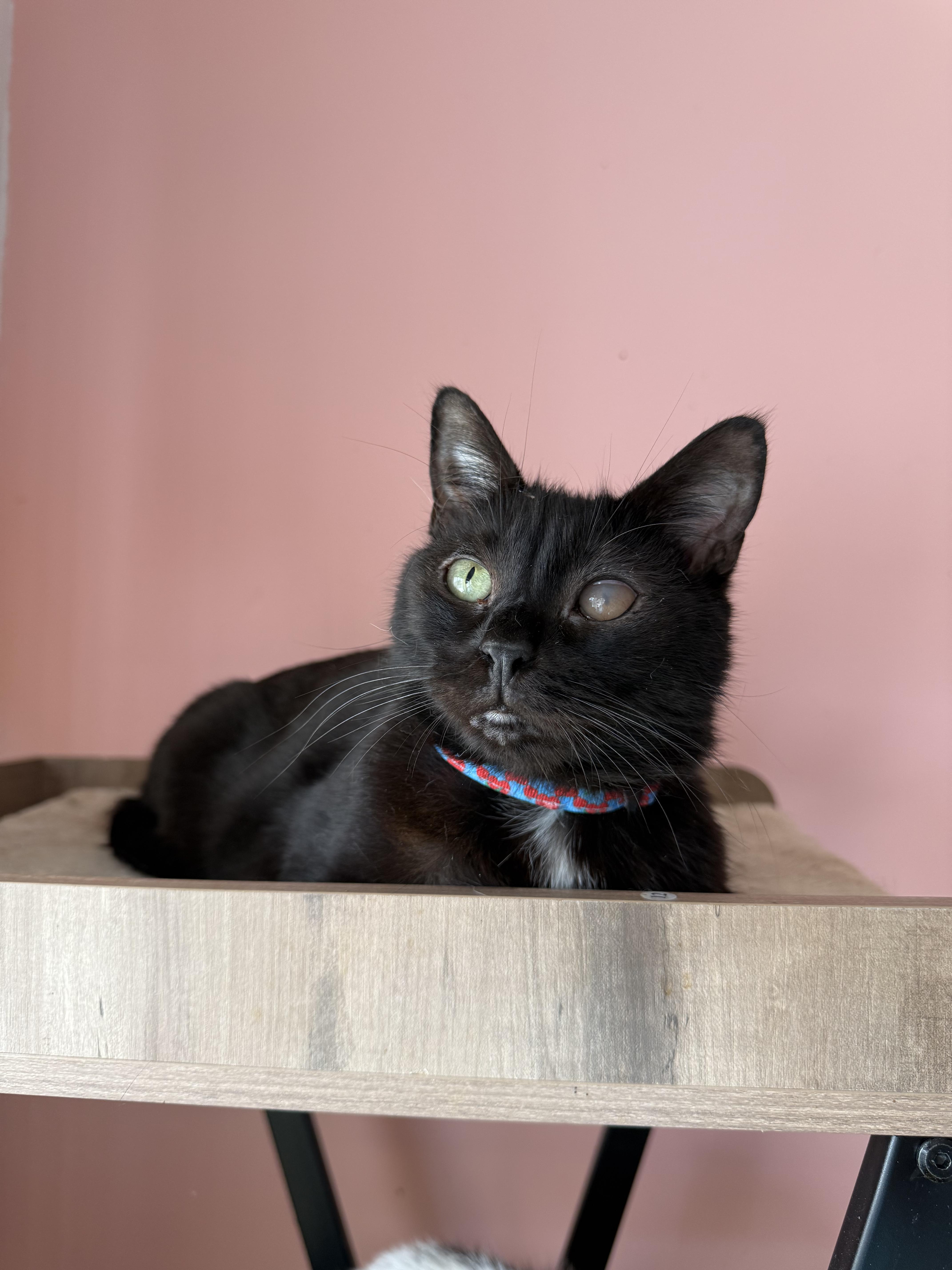 ADRIAN, a ADOPTABLE Domestic Short Hair in New York, NY image 5/5