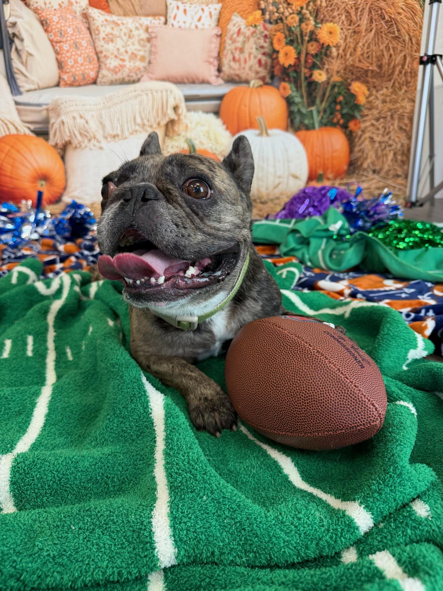 Enlarge Junior, a Adoptable French Bulldog in Mesa, AZ image 1/5