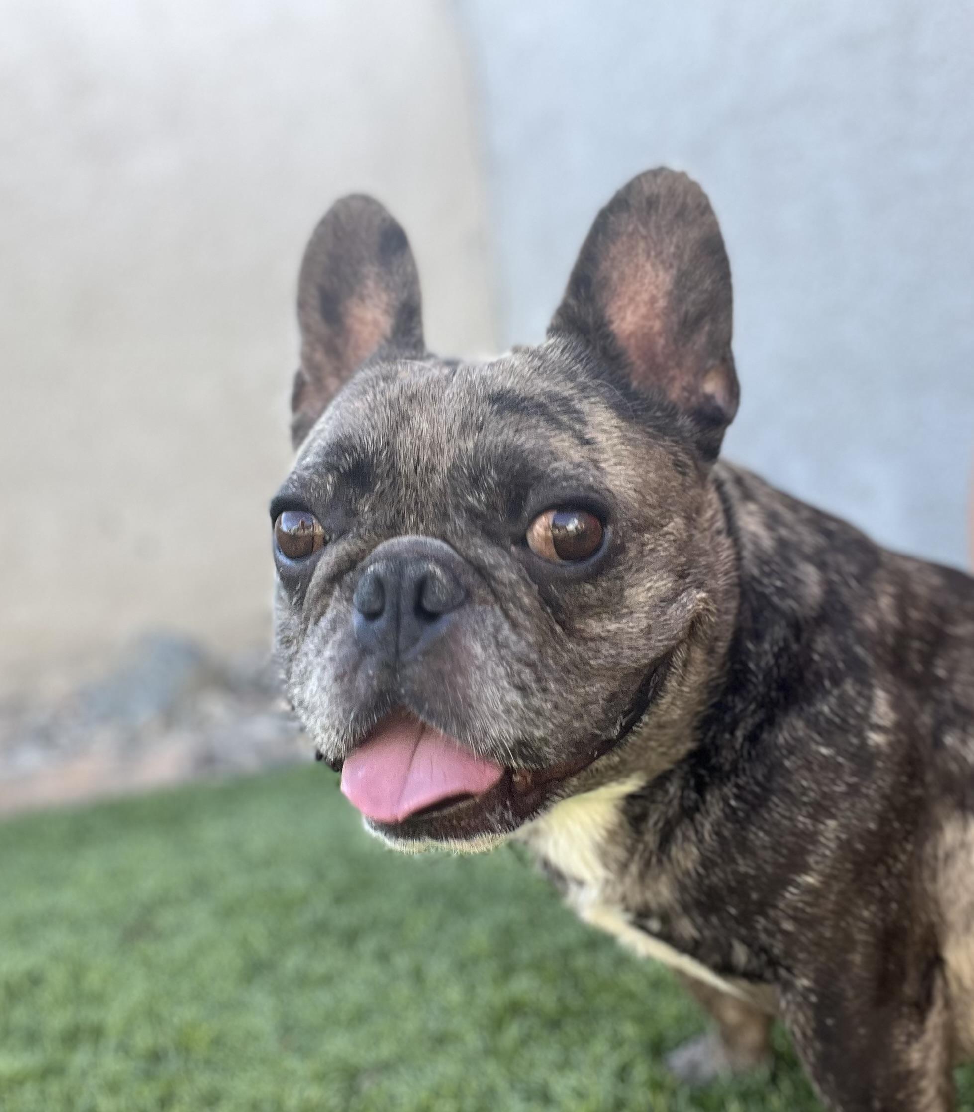 Enlarge Junior, a Adoptable French Bulldog in Mesa, AZ image 2/5