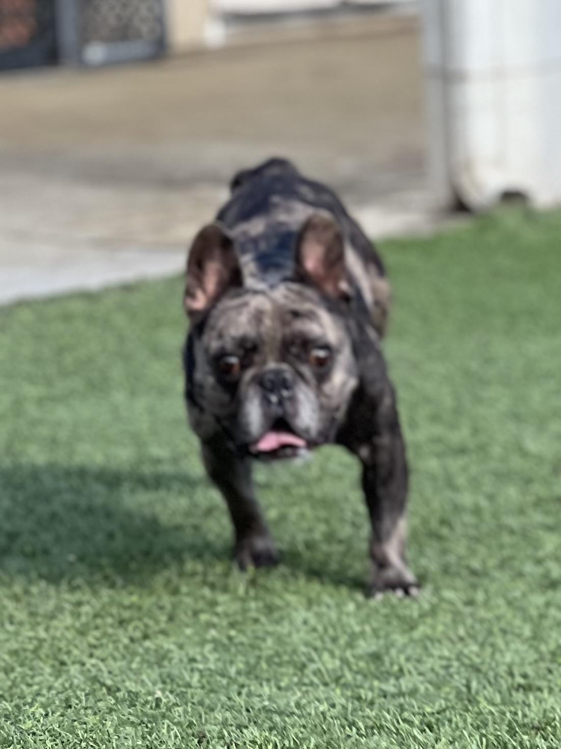 Enlarge Junior, a Adoptable French Bulldog in Mesa, AZ image 3/5