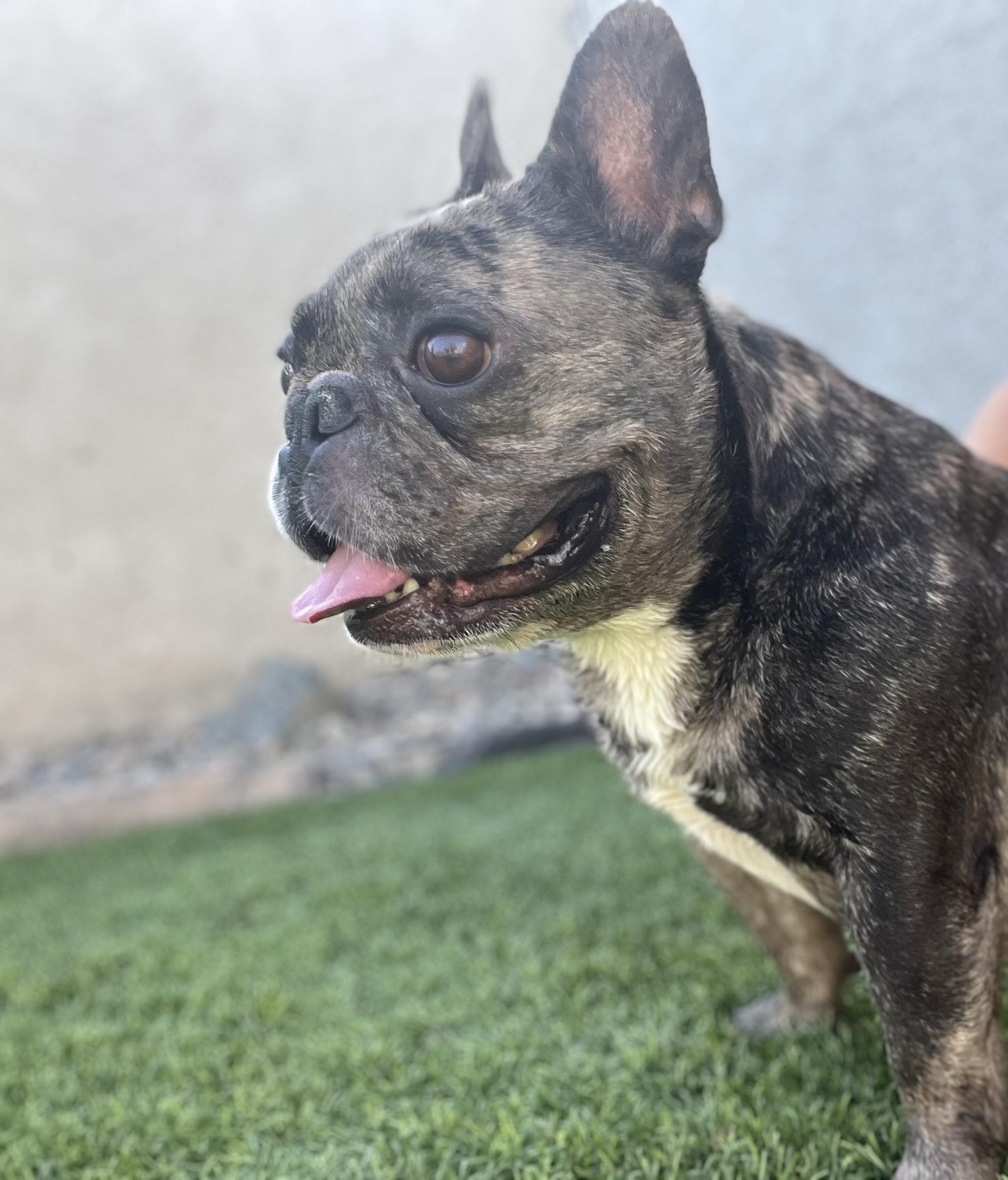 Enlarge Junior, a Adoptable French Bulldog in Mesa, AZ image 4/5
