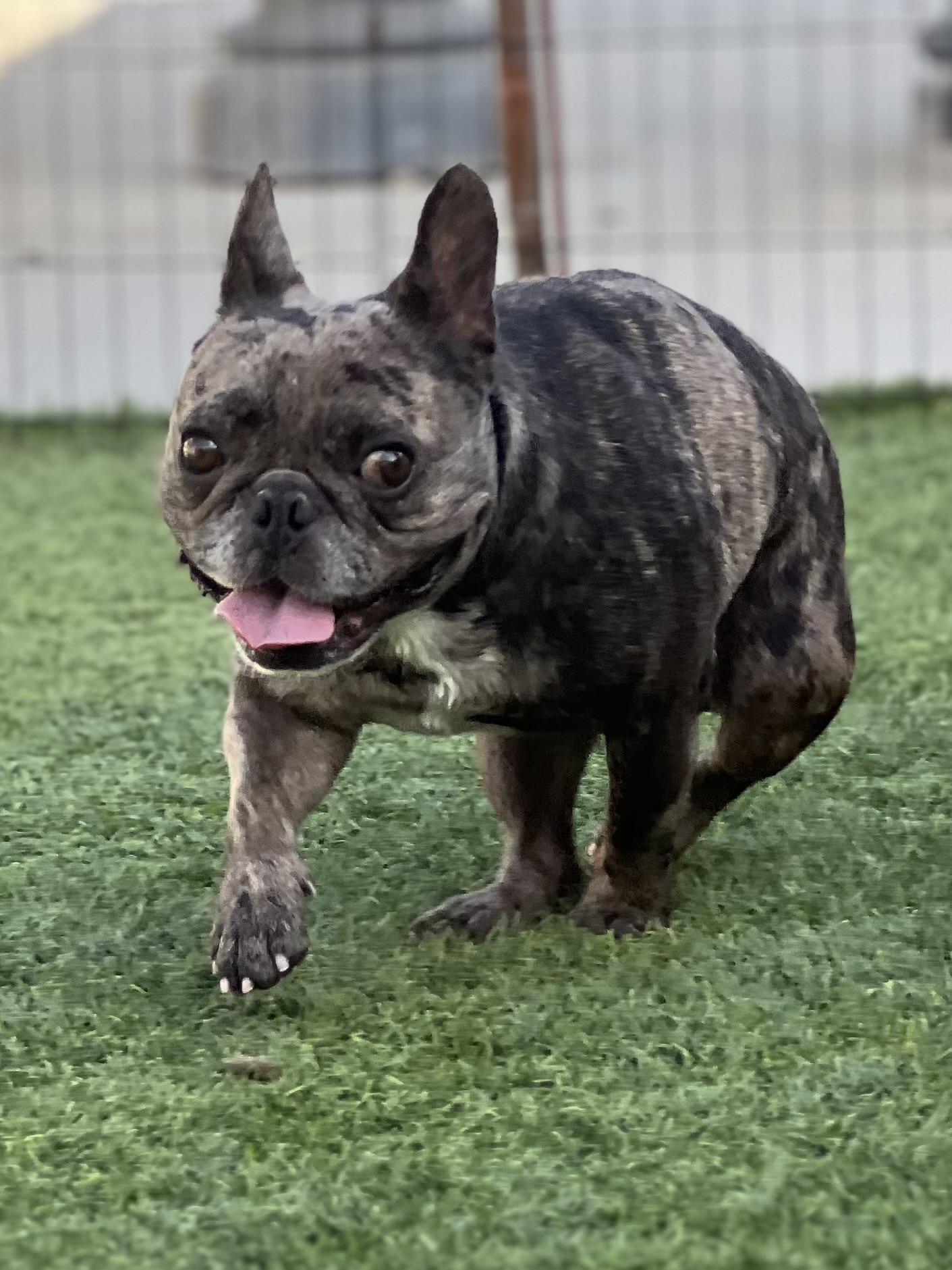 Enlarge Junior, a Adoptable French Bulldog in Mesa, AZ image 5/5