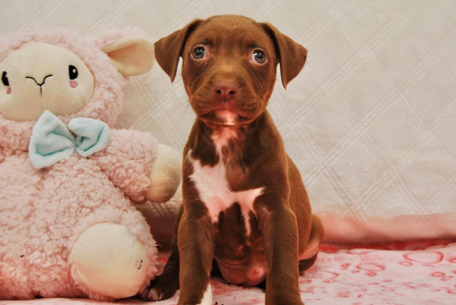 HAVANA, ADOPTABLE, Young Female Labrador Retriever.