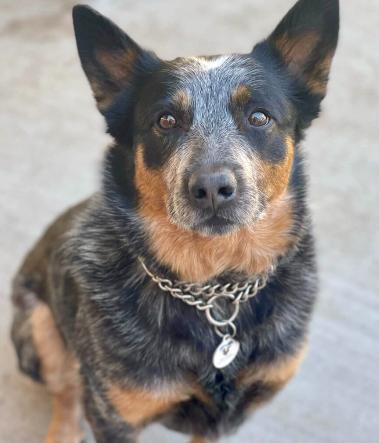 Kara, Adult Female Australian Cattle Dog / Blue Heeler