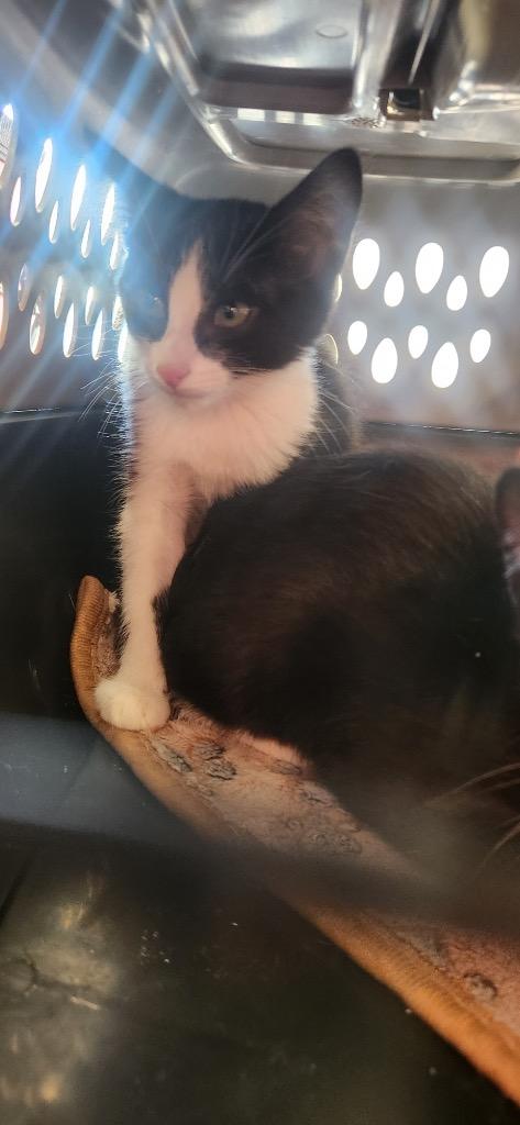 Enlarge Priss, a Adoptable mixed breed in Tampa, FL image 1/1