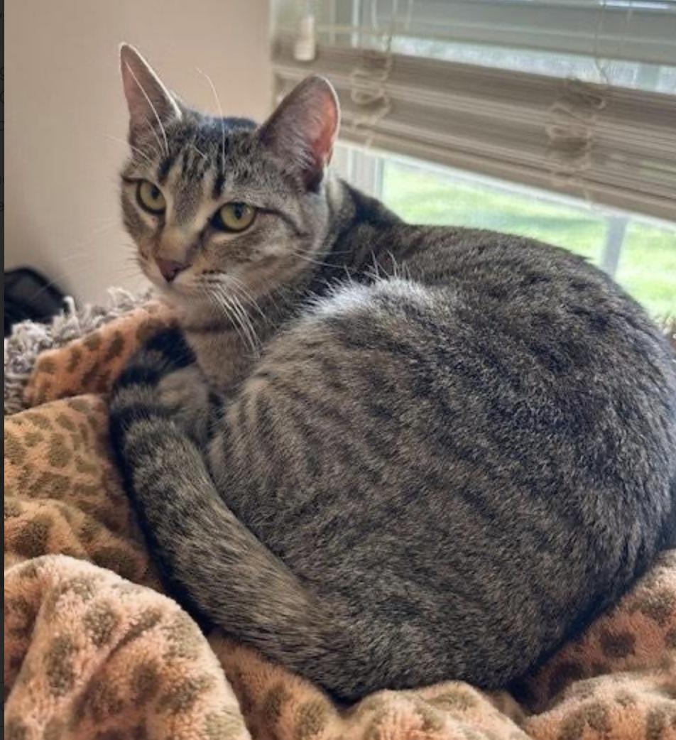 Enlarge Tiger, a ADOPTABLE Domestic Short Hair in Cincinnati, OH image 2/5