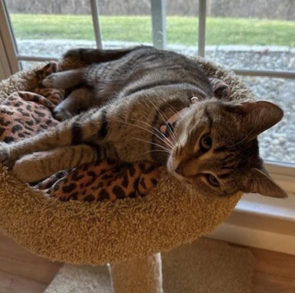 Enlarge Tiger, a ADOPTABLE Domestic Short Hair in Cincinnati, OH image 5/5