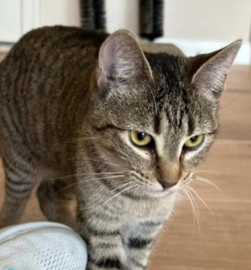 Enlarge Tiger, a ADOPTABLE Domestic Short Hair in Cincinnati, OH image 1/5