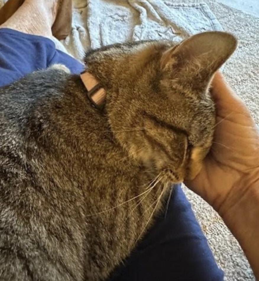 Enlarge Tiger, a ADOPTABLE Domestic Short Hair in Cincinnati, OH image 3/5