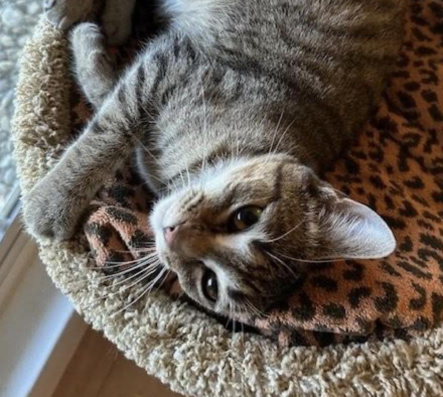 Enlarge Tiger, a ADOPTABLE Domestic Short Hair in Cincinnati, OH image 4/5