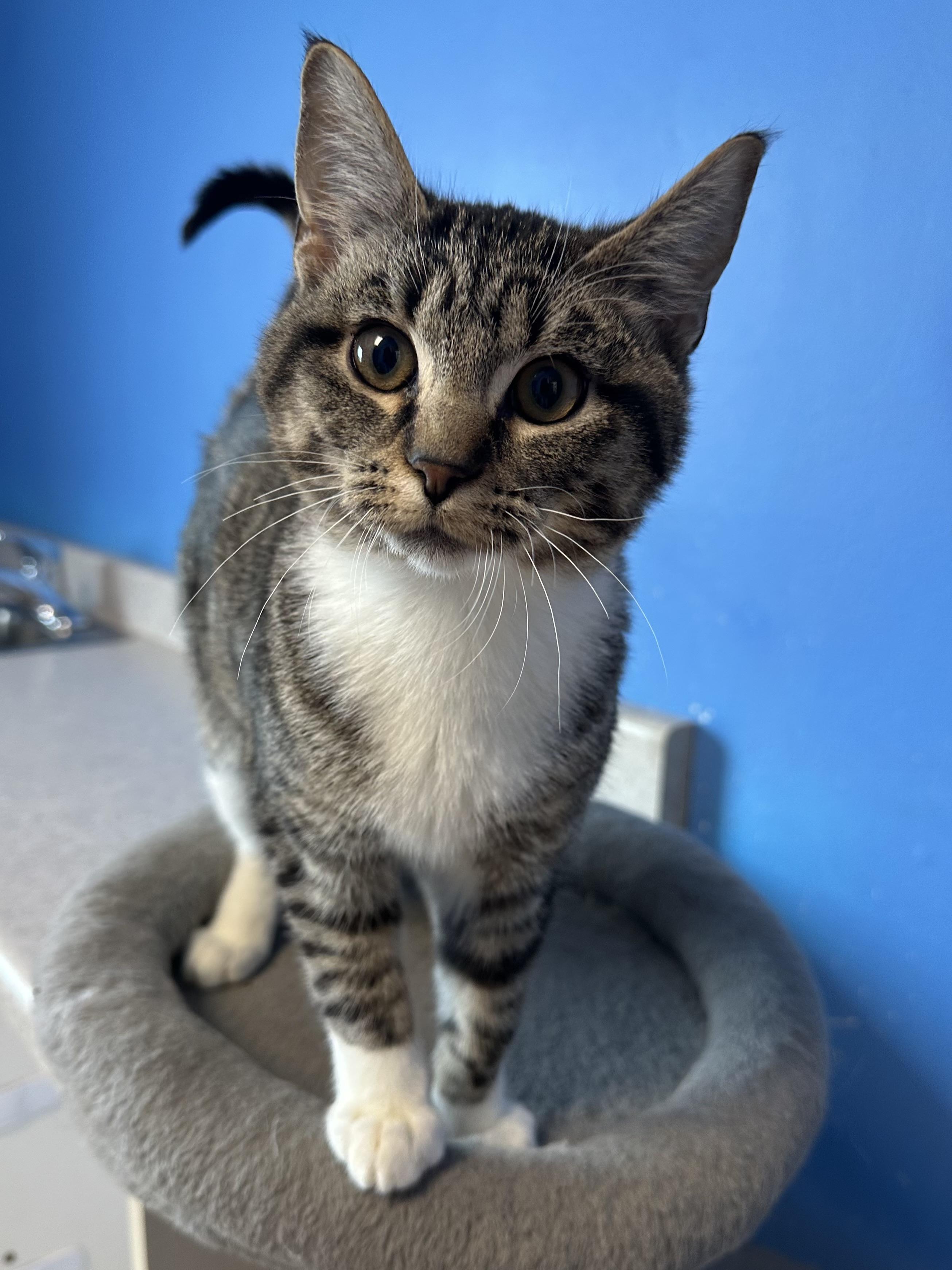 Enlarge Tony, an adopted Domestic Short Hair in Brookings, SD image 2/2