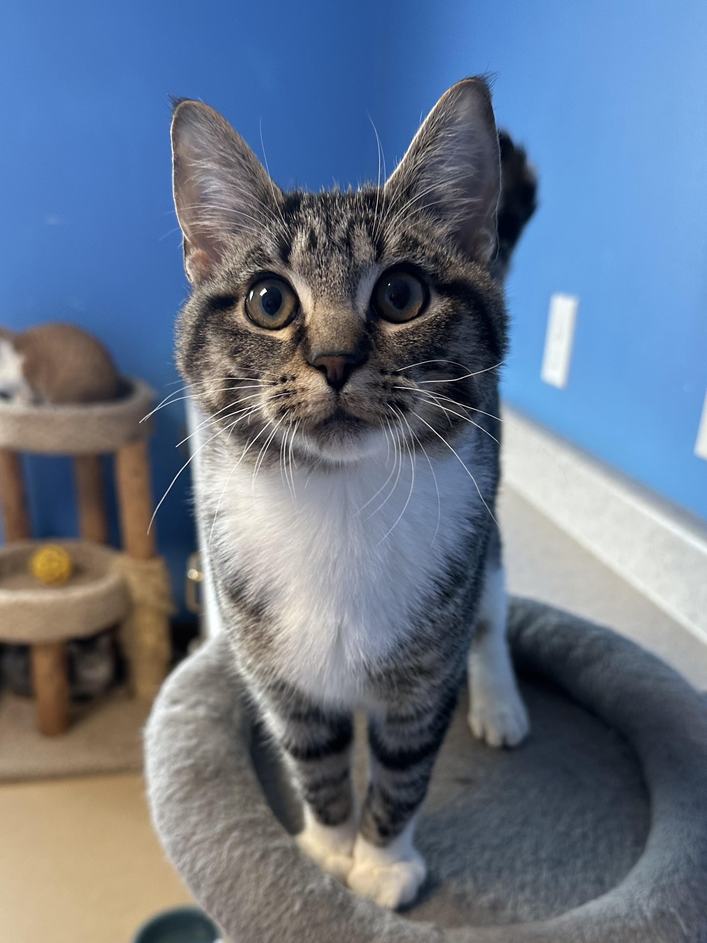 Enlarge Tony, an adopted Domestic Short Hair in Brookings, SD image 1/2