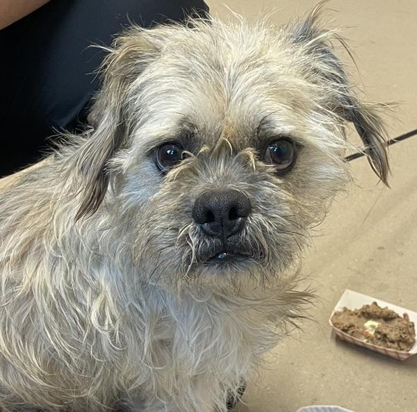 Enlarge Mango, a Adoptable mixed breed in El Cajon, CA image 1/1