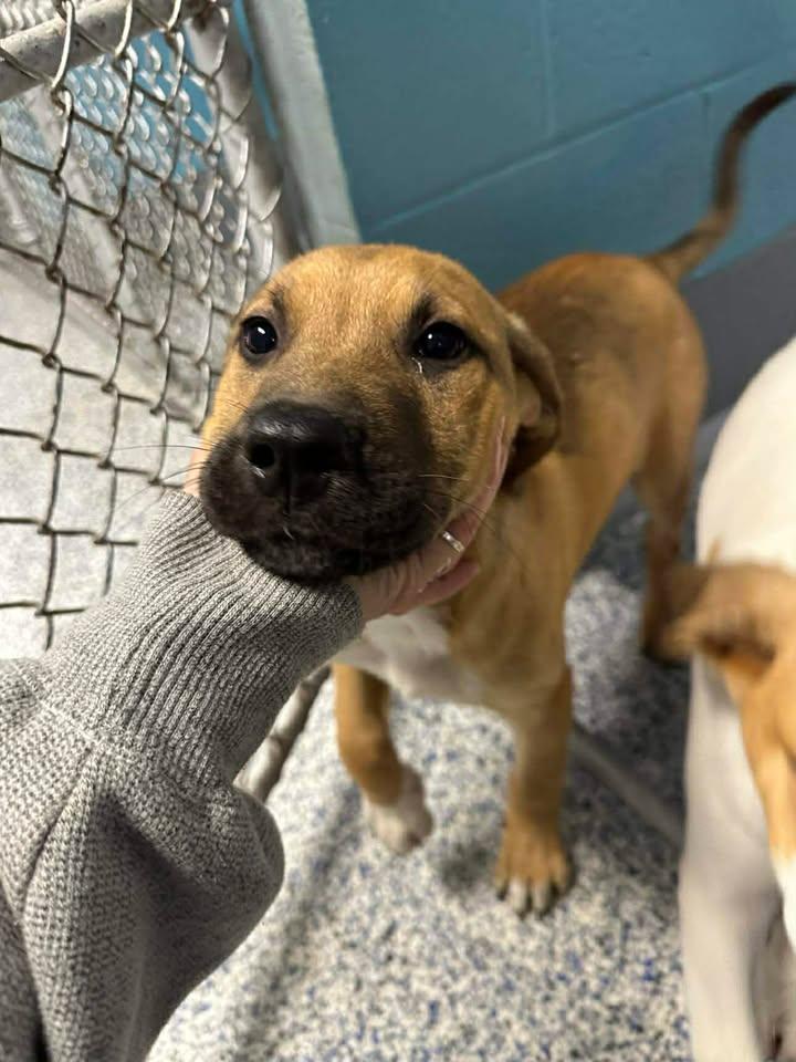 Enlarge Rusty, a ADOPTABLE mixed breed in Wilmington, NC image 2/4