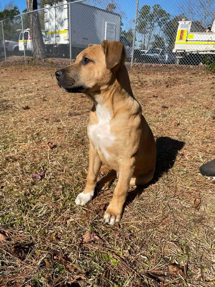 Enlarge Rusty, a ADOPTABLE mixed breed in Wilmington, NC image 4/4
