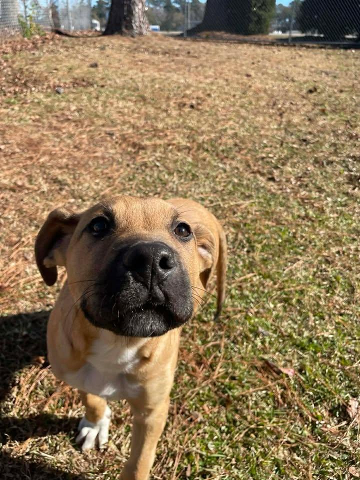 Enlarge Rusty, a ADOPTABLE mixed breed in Wilmington, NC image 1/4