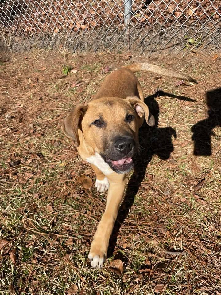 Enlarge Rusty, a ADOPTABLE mixed breed in Wilmington, NC image 3/4