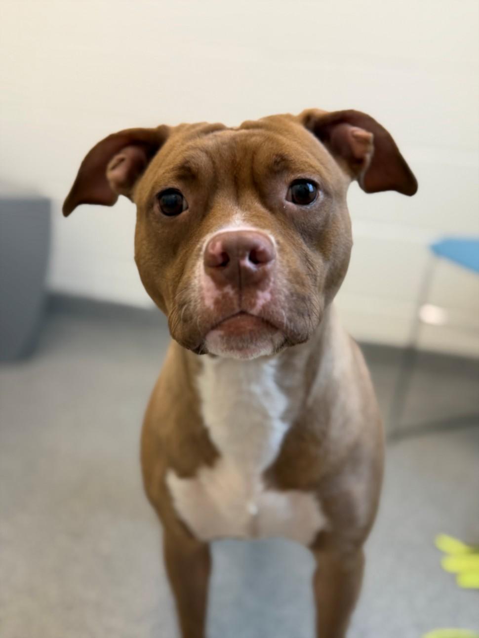 WANDA, Adoptable, Young Female Pit Bull Terrier.