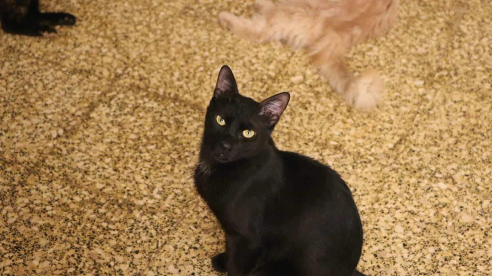 Adam (m) 1yrs old Egyptian Mau photo 4