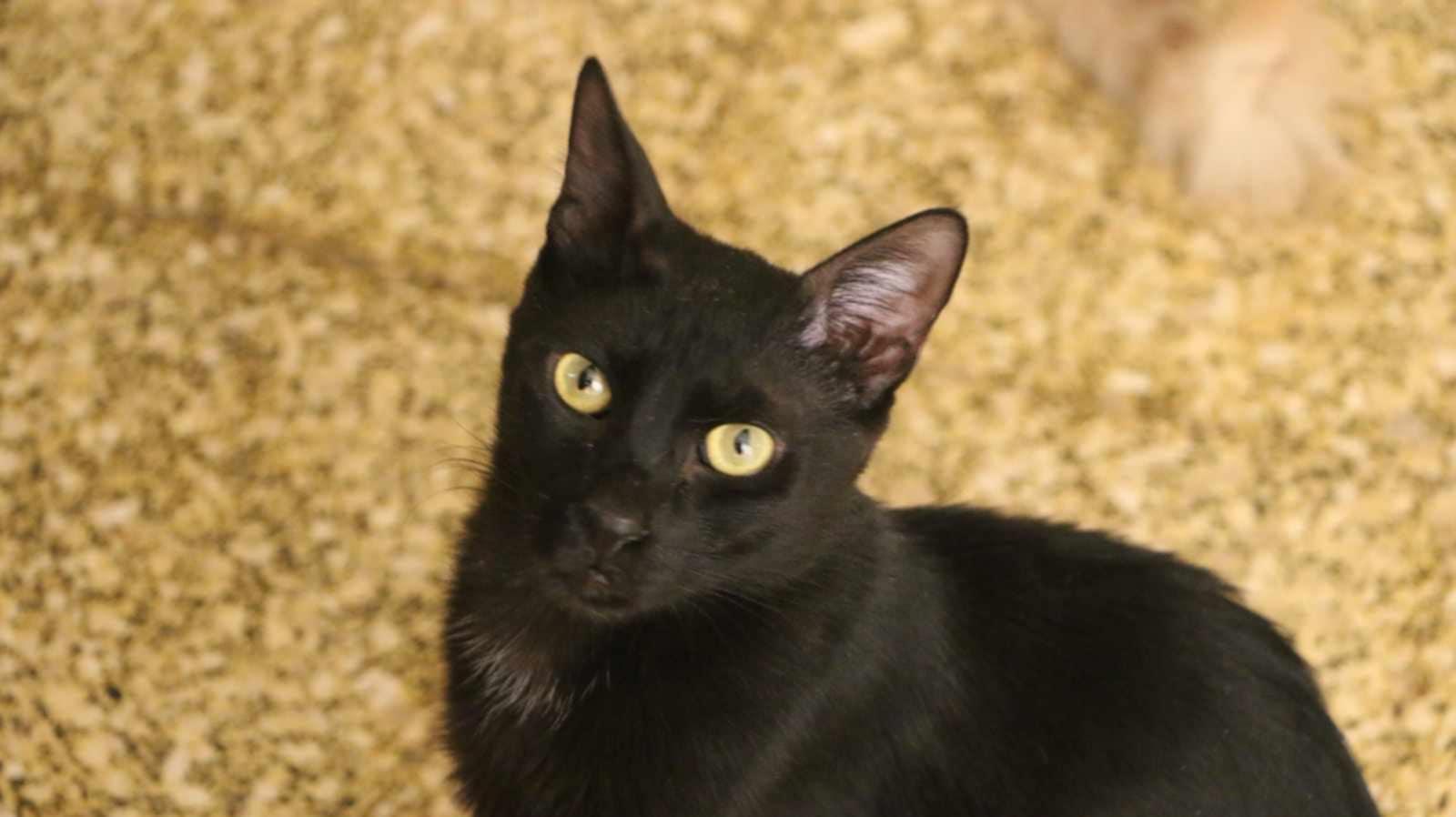 Adam (m) 1yrs old Egyptian Mau photo 2