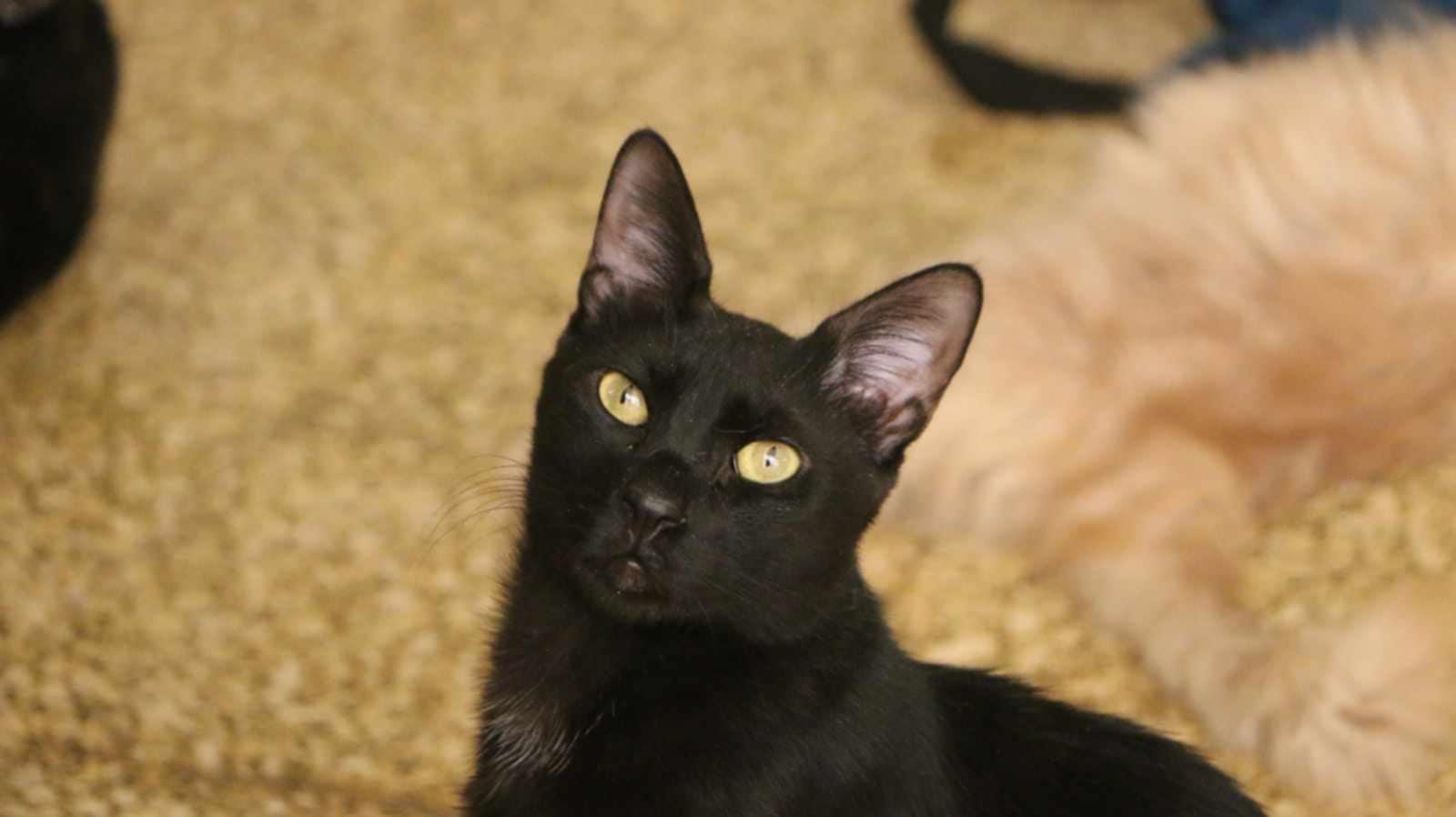 Adam (m) 1yrs old Egyptian Mau, Adult Male Egyptian Mau