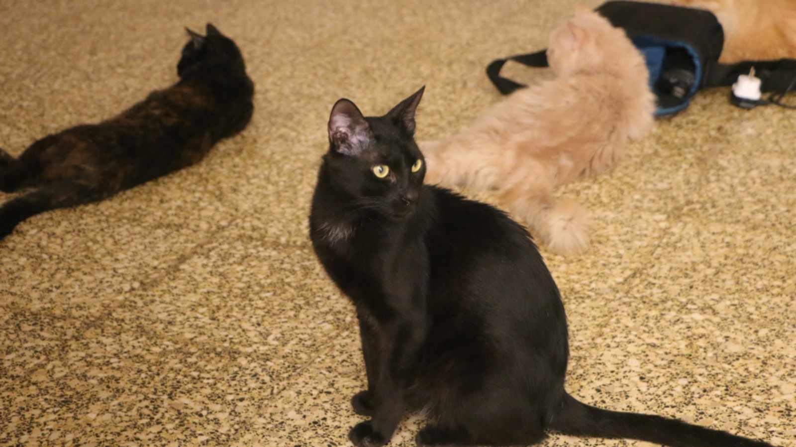 Adam (m) 1yrs old Egyptian Mau photo 5