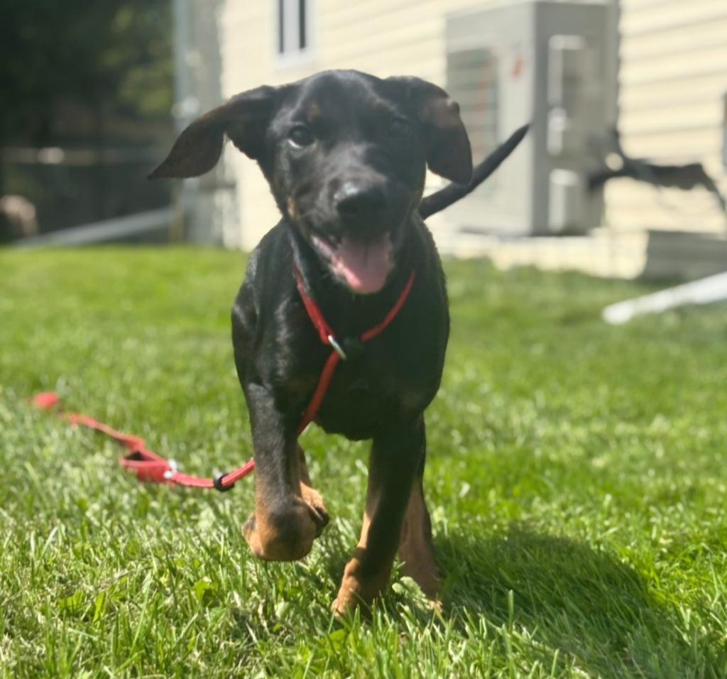 Steel, Adoptable, Puppy Male German Shepherd Dog.