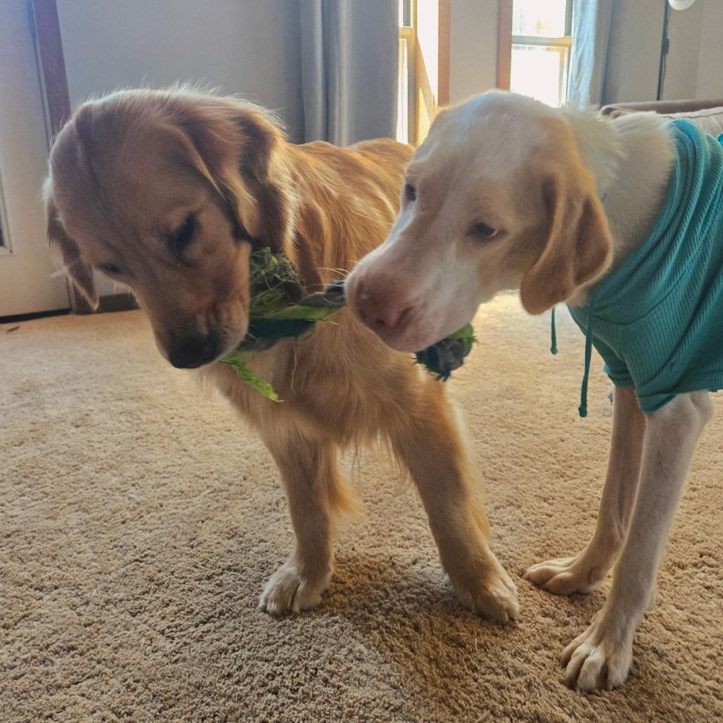 Cheeks, Adoptable, Adult Male Great Pyrenees & Labrador Retriever.