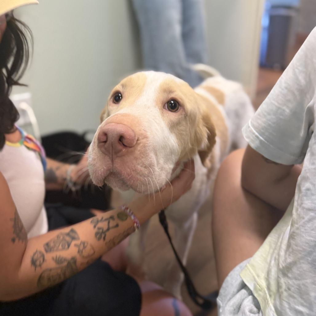 Cheeks, Adoptable, Adult Male Great Pyrenees & Labrador Retriever.