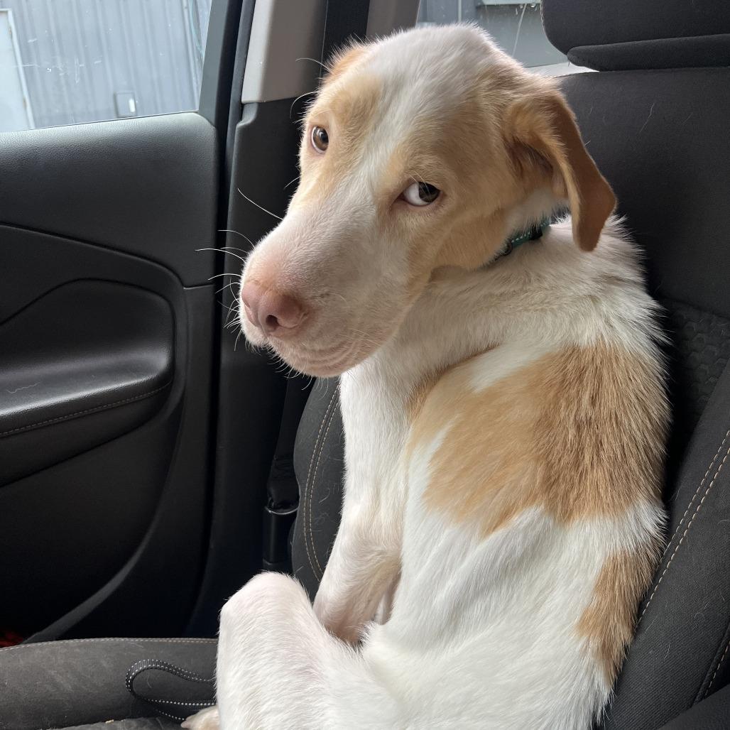 Enlarge Cheeks, a Adoptable mixed breed in Fayetteville, AR image 2/5