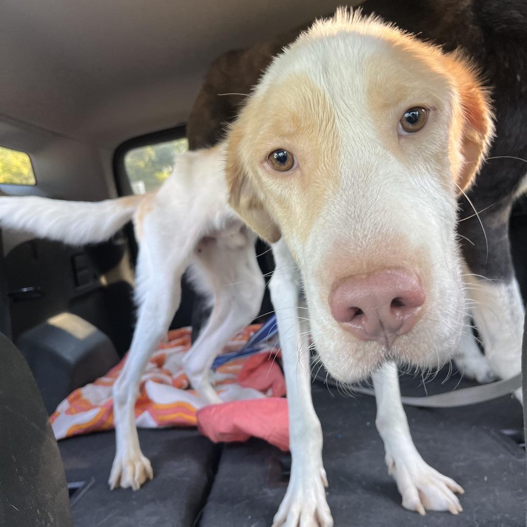 Enlarge Cheeks, a Adoptable mixed breed in Fayetteville, AR image 4/6