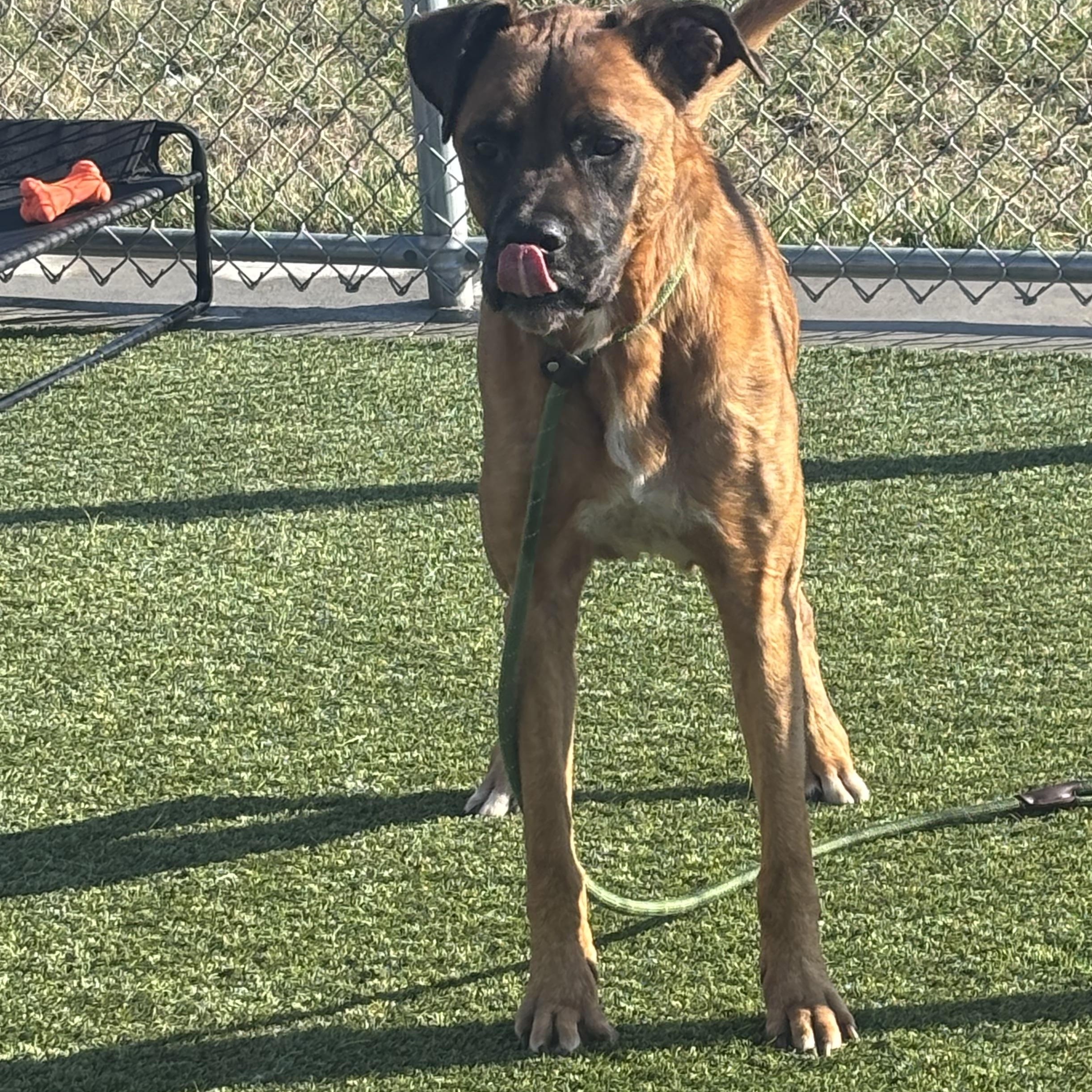 Enlarge Buddy, an adoptable mixed breed in Liberty, MO image 2/5