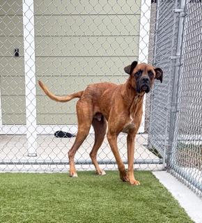 Buddy, adoptable, Adult Male Great Dane.