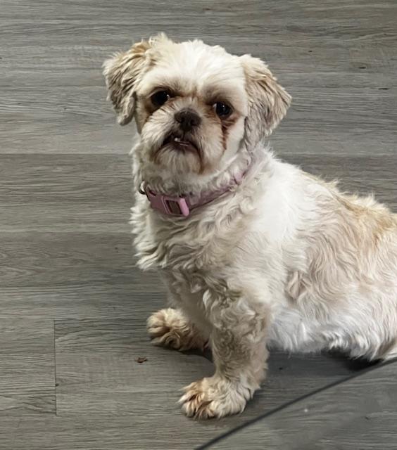 Sophie and Asher, Adopted, Adult Female Shih Tzu.