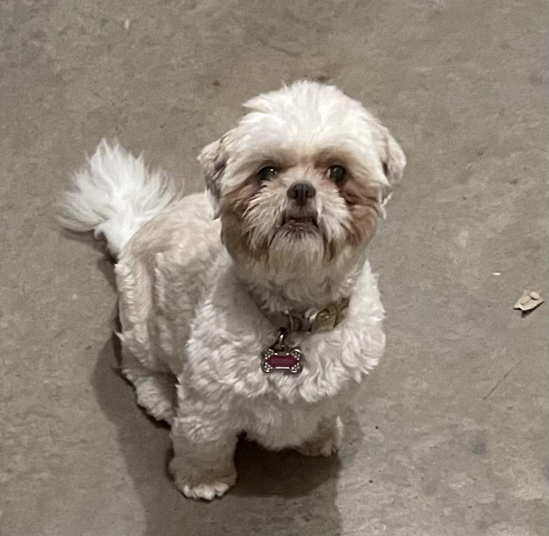 Enlarge Sophie and Asher, a Adopted Shih Tzu in Saint Louis, MO image 2/4