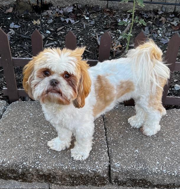 Sophie and Asher, Adopted, Adult Female Shih Tzu.