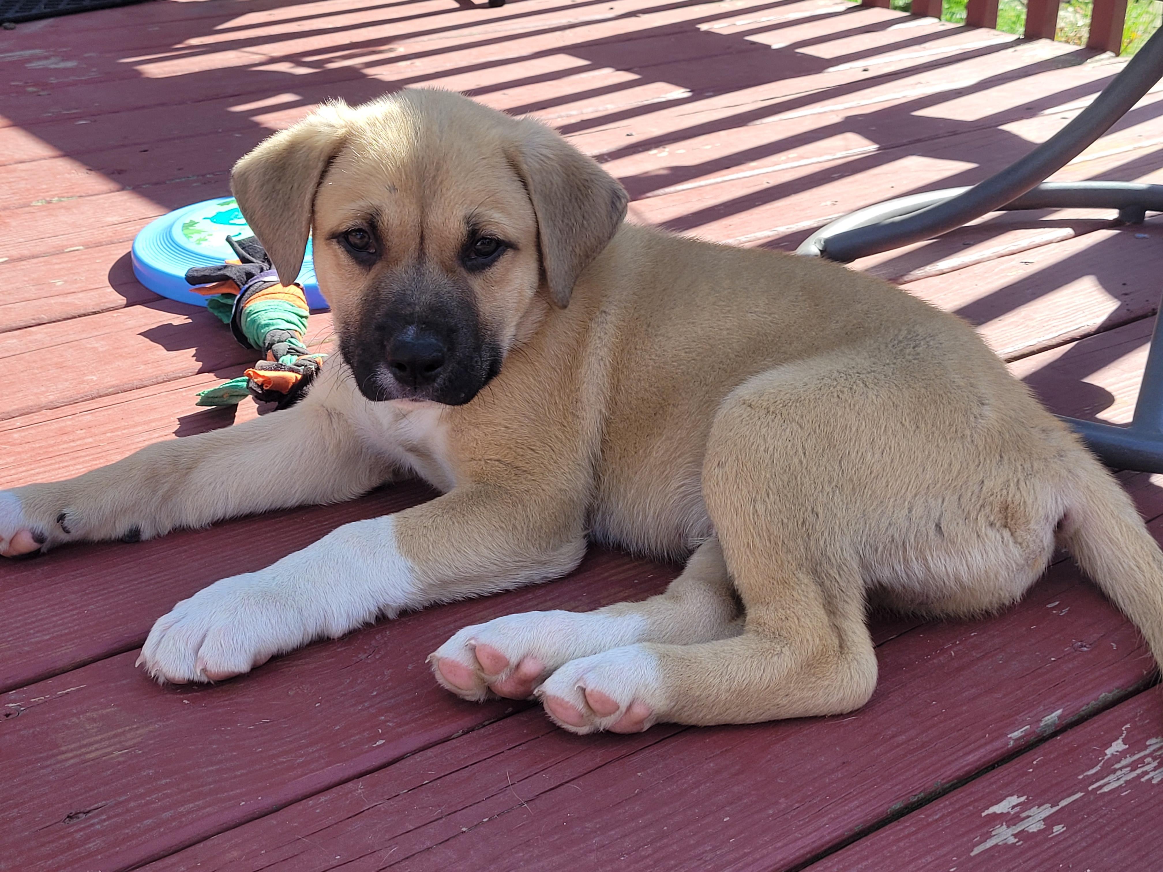 Enlarge Wallace, a ADOPTABLE mixed breed in Byron, IL image 4/6