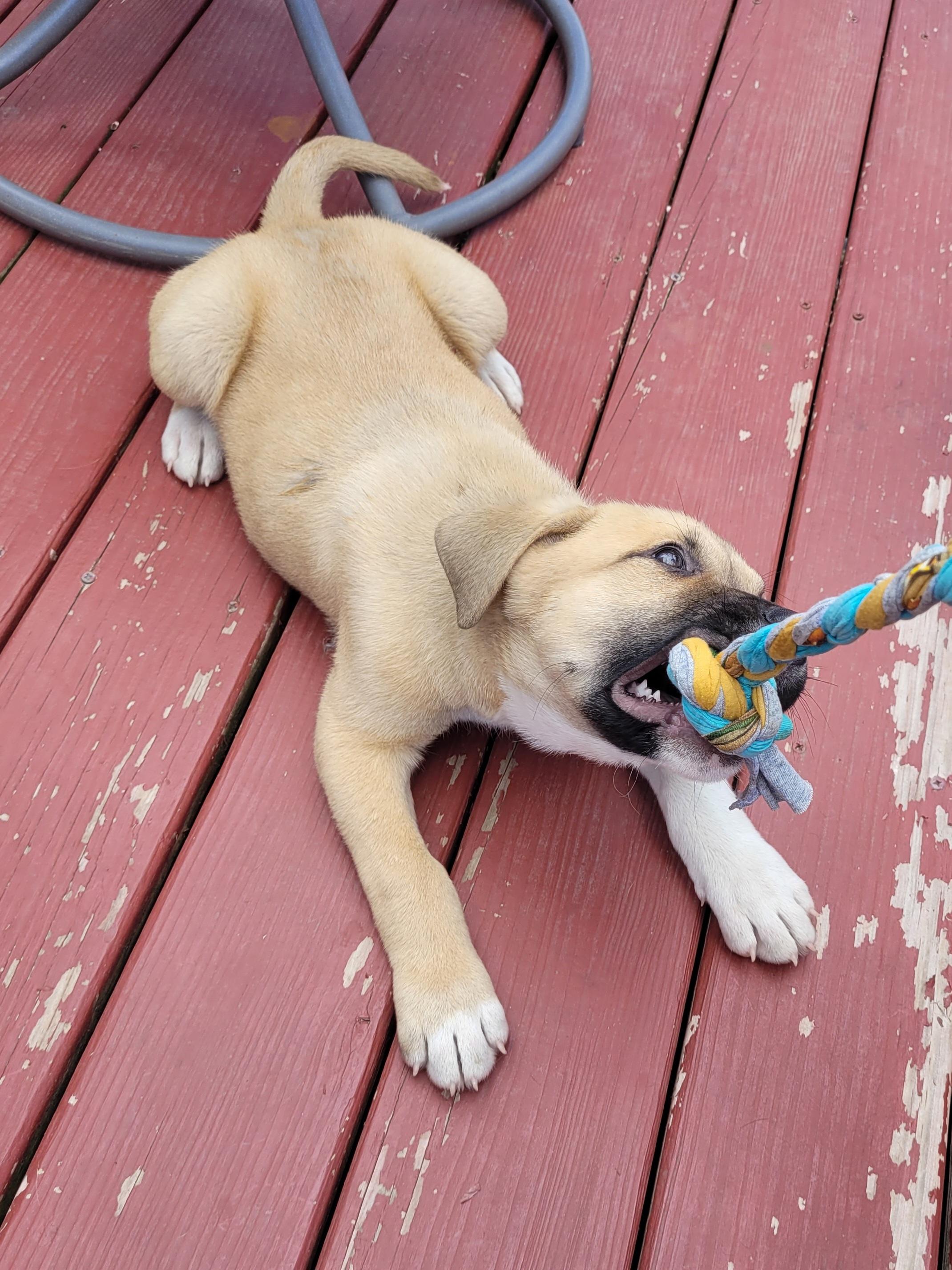 Enlarge Wallace, a ADOPTABLE mixed breed in Byron, IL image 5/6