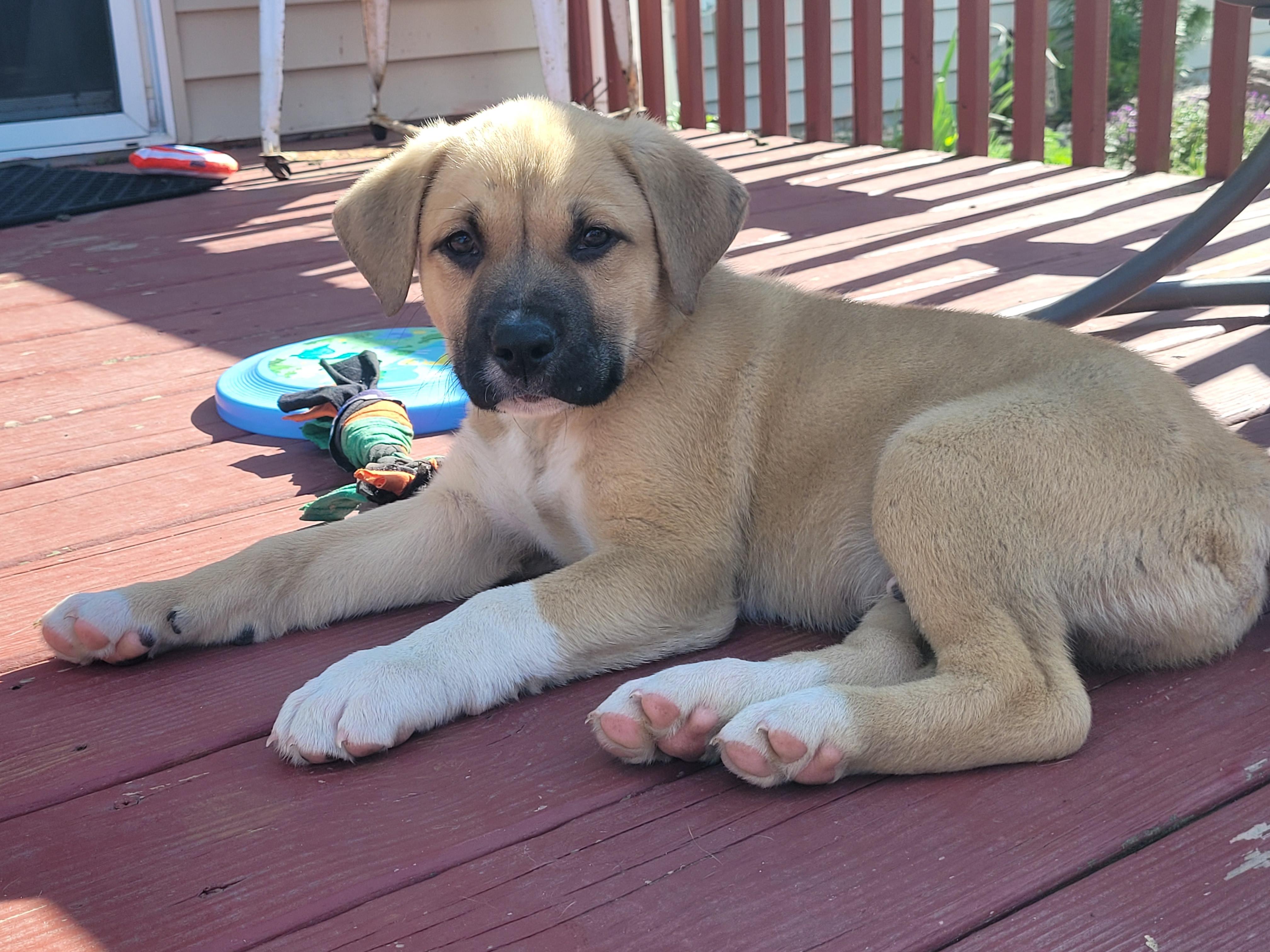 Enlarge Wallace, a ADOPTABLE mixed breed in Byron, IL image 3/6