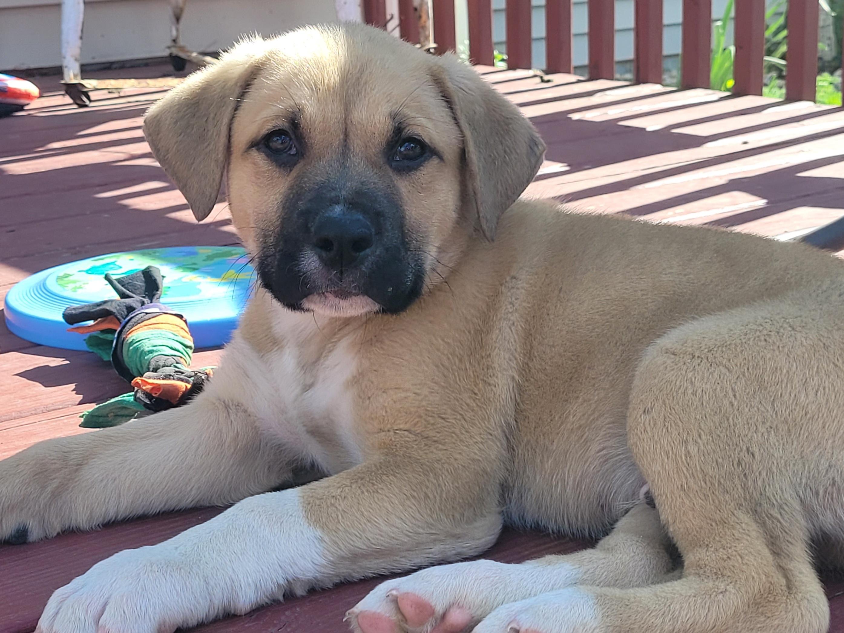Enlarge Wallace, a ADOPTABLE mixed breed in Byron, IL image 1/6
