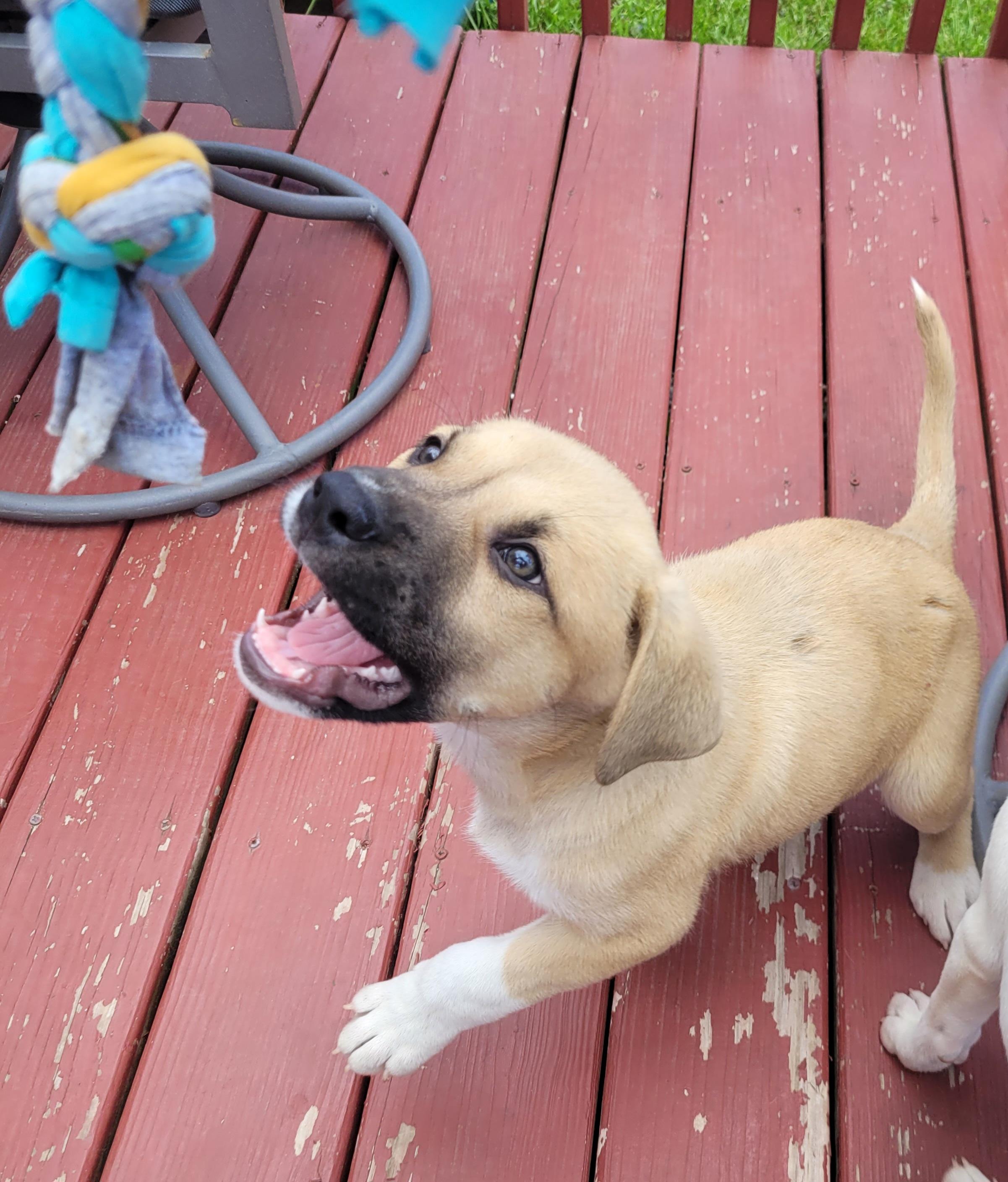 Enlarge Wallace, a ADOPTABLE mixed breed in Byron, IL image 2/6